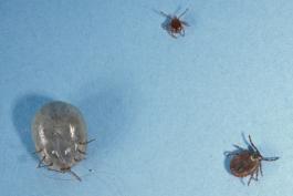 Photo of three American dog ticks, juvenile at top, adult female at left, and engorged adult at right