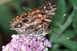 American lady nectaring on a pink flower cluster, wings folded, viewed from an angle
