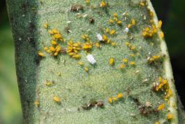 Several yellow aphids on the underside of a milkweed leaf