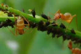 Several black aphids being tended by golden-brown ants