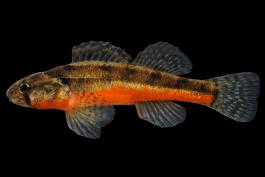 Arkansas darter, male in spawning colors, side view photo with black background