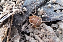 Photo of an armored harvestman walking on the ground