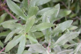 Leaves and stems of aromatic aster plant