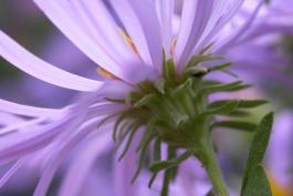 Side view of aromatic aster flowerhead, showing recurving involucral bracts beneath the purplish ray flowers