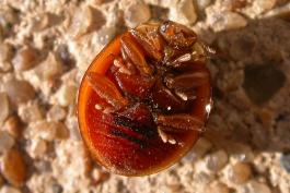 Ventral view of Asian lady beetle, lying on its back on a concrete surface