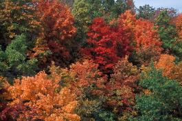 Autumn woods showing a patchwork of different colors