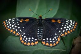 Baltimore checkerspot, perched, with wings spread