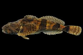 Banded sculpin side view photo with black background