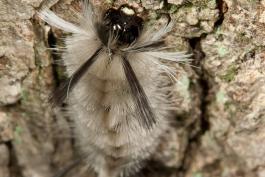 Banded tussock moth caterpillar on tree bark