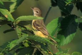 Photo of a Bell's vireo, perched amid elm leaves