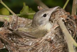 Photo of a Bell's vireo on its nest