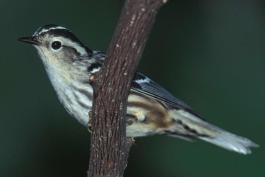 Photo of a male black-and-white warbler perched on a branch.