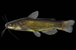 Black bullhead side view photo with black background