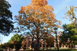 Photo of a black maple, showing fall color, on a college campus
