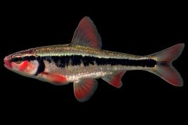 Bleeding shiner male in spawning colors, side view photo with black background