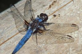 Male blue corporal dragonfly resting on a weathered wooden surface