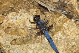 Male blue corporal dragonfly perched on a rock