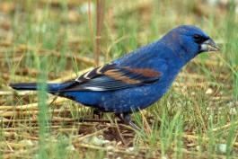Photo of a male blue grosbeak standing on the ground