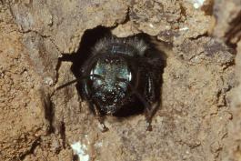 Female blue orchard bee at entrance of nesting tunnel, with only face showing