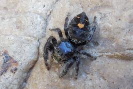 Photo of a bold jumping spider with an orangish abdomen spot