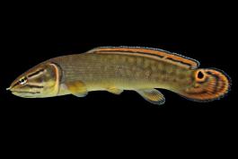 Bowfin juvenile, side view photo with black background