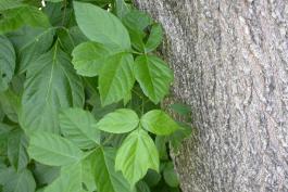 Box elder leaves and trunk
