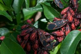 Photo of a small swarm of boxelder bugs on foliage of a potted citrus plant.