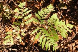 Photo of a bracken fern leaf against a background of forest-floor leaf litter