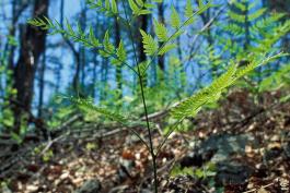 Photo of bracken fern leaf developing in springtime, shown from side