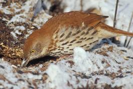 Photo of a brown thrasher foraging in soil.