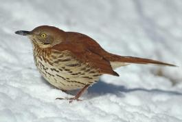 Photo of a brown thrasher walking on snow.