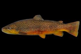 Brown trout side view photo with black background