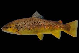 Brown trout female side view photo with black background