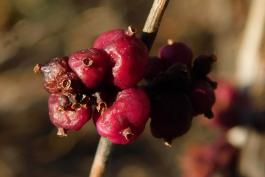 Buckbrush fruit clusters in February, looking darker and softened