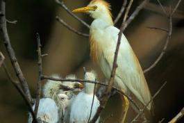 Photo of a cattle egret and chicks.