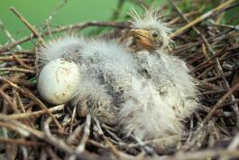 Photo of cattle egret chicks in their nest