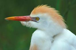 Photo of a cattle egret, closeup of head
