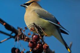 Photo of a cedar waxwing, perched on a small branch.