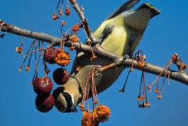 Photo of a cedar waxwing, upside down on a branch, eating berries.