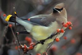 Photo of a cedar waxwing perched on a branch, showing underparts.