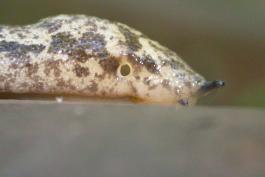 Closeup of changeable mantleslug showing pneumostome