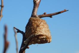 Chinese mantis egg case at Eagle Bluffs CA