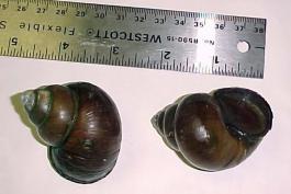 Two Chinese mysterysnails, out of water, resting on a white surface, with a ruler nearby for scale