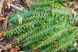 Photo of a big cluster of Christmas fern fronds lying on the ground