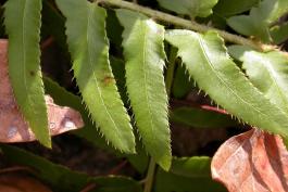 Photo of Christmas fern, closeup showing pinnae