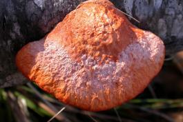 Photo of a cinnabar polypore bracket fungus growing on dead wood