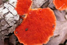 Photo of cinnabar polypore brackets showing underside and attachment to dead branch