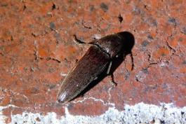Click beetle resting on a brick wall