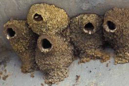 Photo of five cliff swallow nests attached to a concrete overpass.