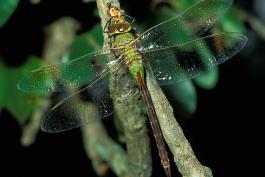 Common green darner perched on a small branch